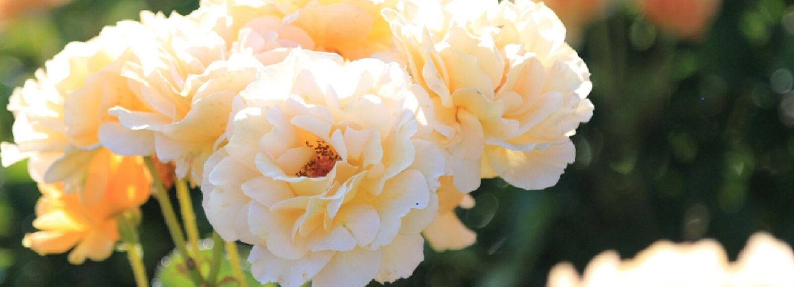 和バラ　光沢が美しい　大株　ペリ〇〇 和バラ 光沢が美しい 大株 ペリ〇〇